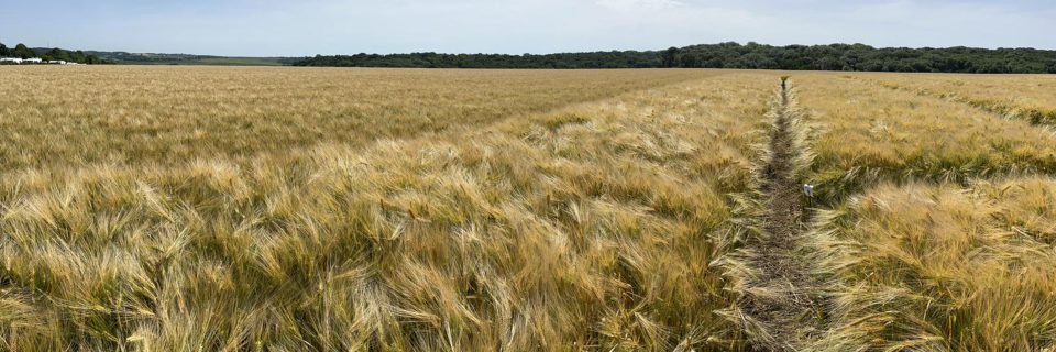 Welkom bij Giesen Crop Research